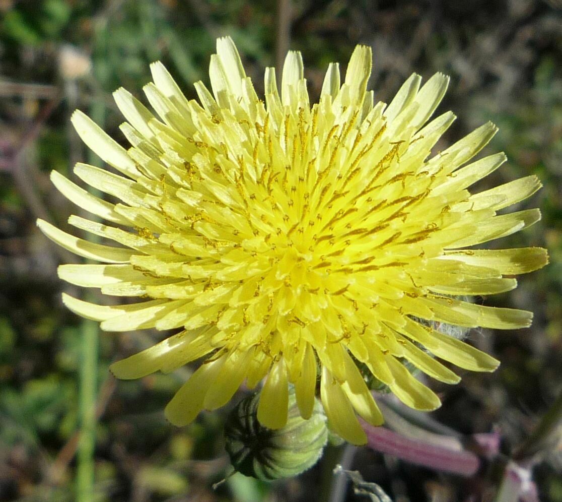 High Resolution Sonchus asper Flower
